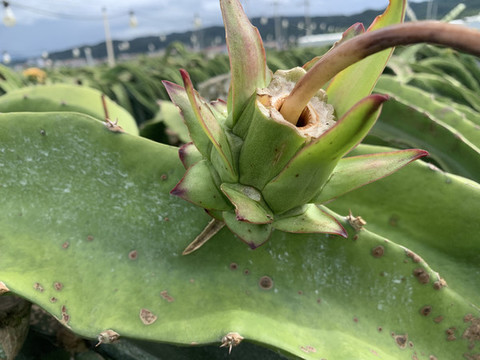 火龍果種植基地