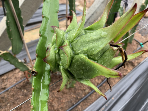 火龍果種植基地