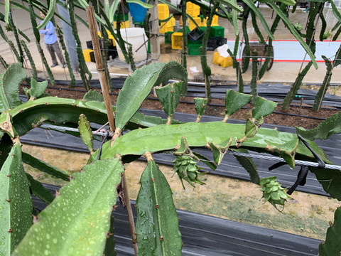 火龍果種植基地