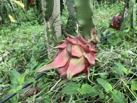 火龍果種植基地