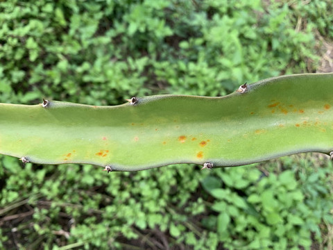 火龍果種植基地