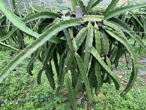 火龍果種植基地