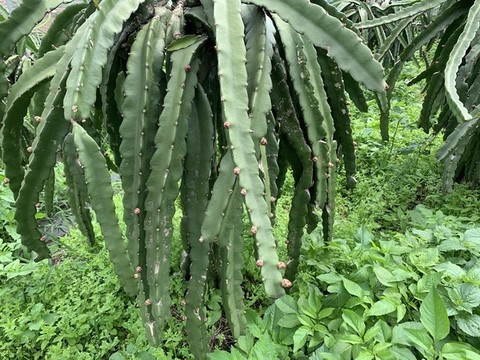 火龍果種植基地