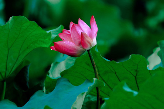 西湖荷花季