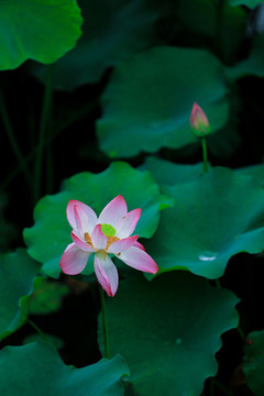 西湖荷花季