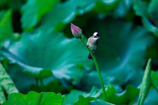 西湖荷花季