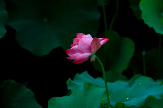 西湖荷花季