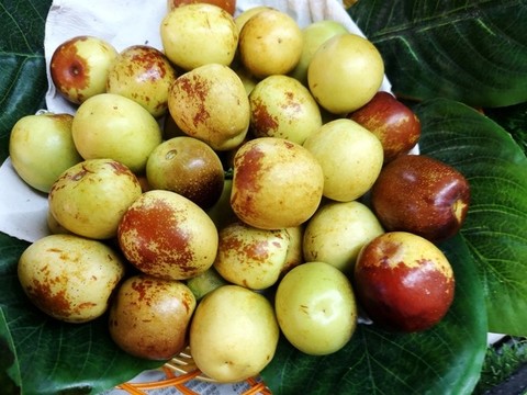 冬棗