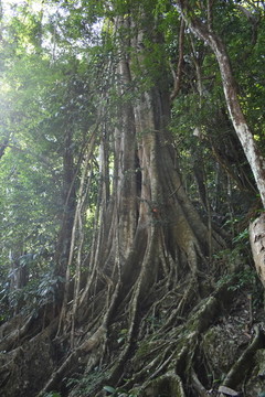 西雙版納植物園