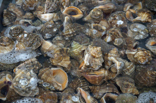 海螺