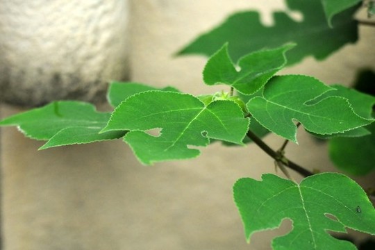 楮樹