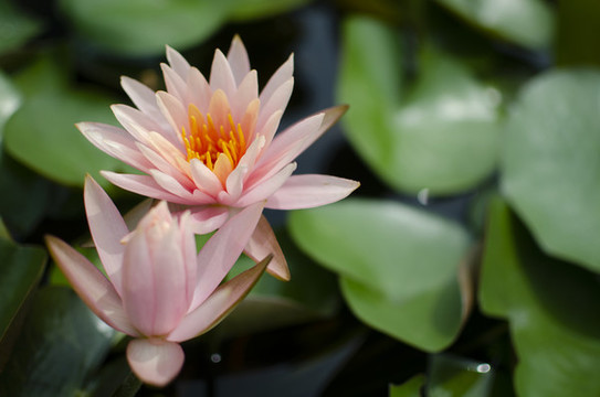 睡蓮花特寫
