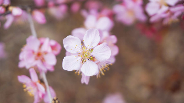 桃花