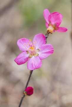 桃花