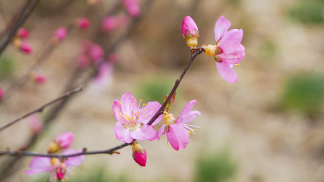 桃花