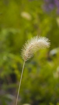 狗尾巴草