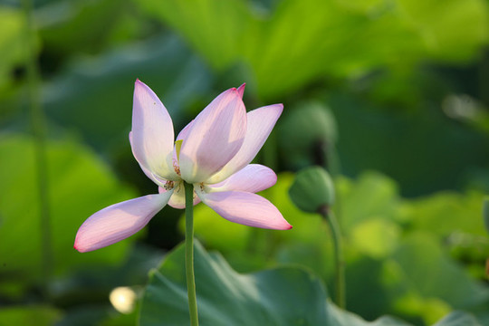 荷花荷韻荷塘池塘荷葉蓮花藕