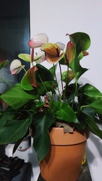花燭