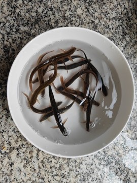 魚鰍