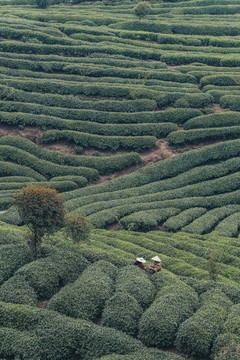 綠茶茶園