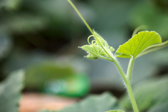 生長的南瓜秧頭芽處