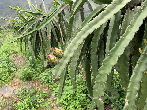 缺陽(yáng)光的火龍果