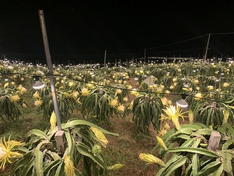 火龍果種植基地