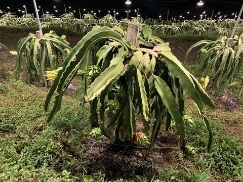 火龍果種植基地