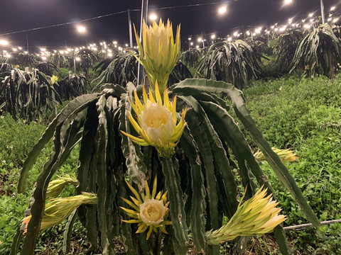 火龍果種植基地