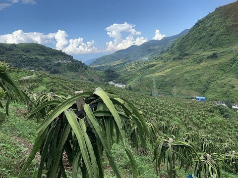 火龍果種植基地