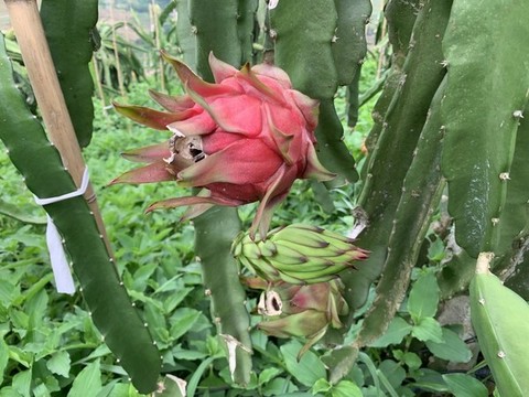 火龍果種植基地