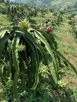 火龍果種植基地