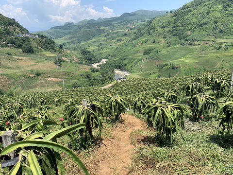 火龍果種植基地