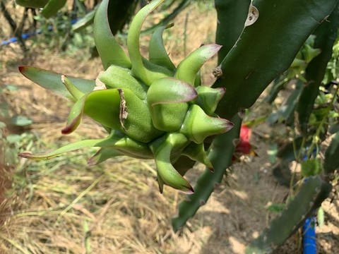火龍果種植基地