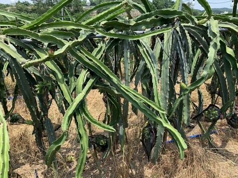 火龍果種植基地