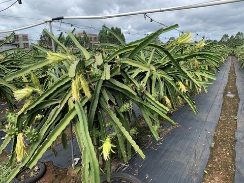 火龍果種植基地