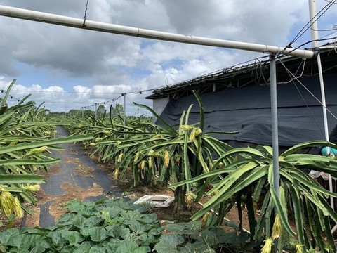 火龍果種植基地