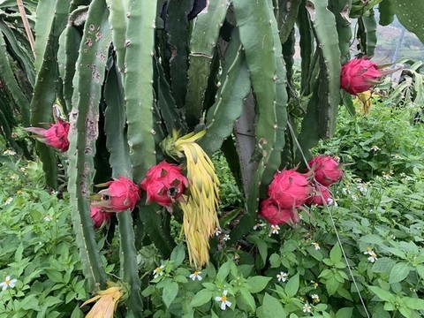 火龍果種植基地