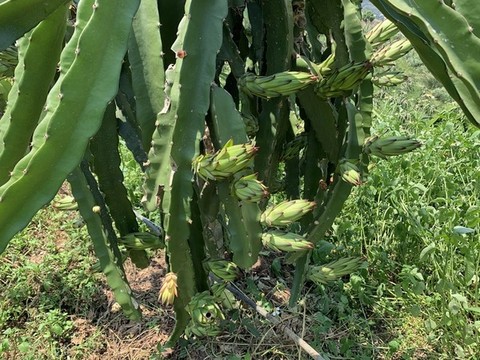 火龍果種植基地