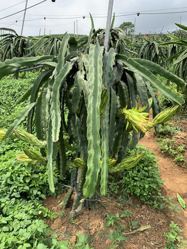 火龍果種植基地