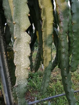 火龍果種植基地