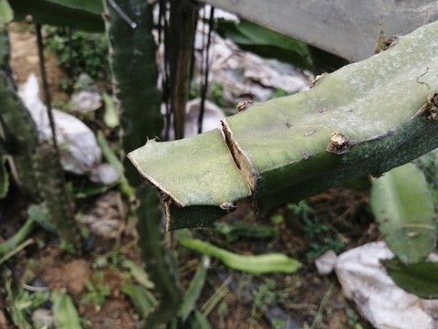 火龍果種植基地