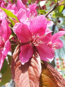 一枝桃花兒