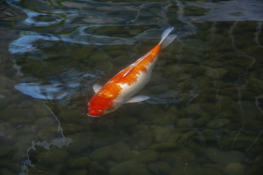 錦鯉觀賞魚(yú)