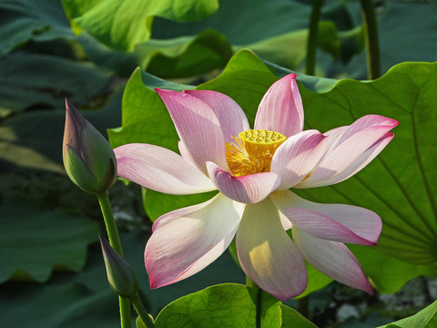 荷花