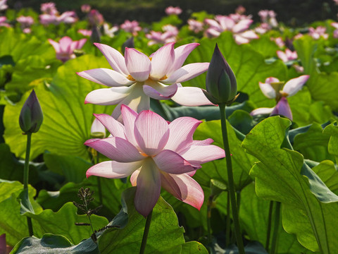 荷花