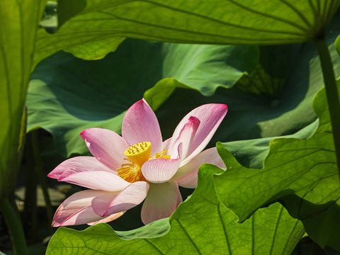 荷花