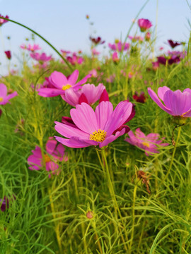 格桑花