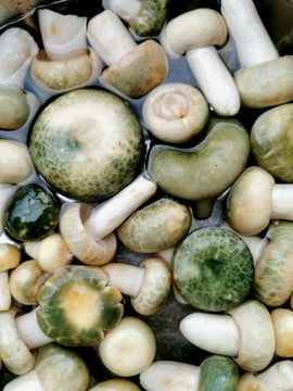 青頭菌蘑菇