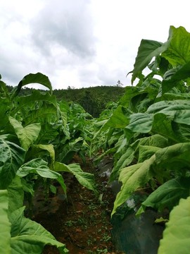 煙草產(chǎn)業(yè)烤煙種植基地